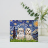 Carte Postale Nuit étoilée - 2 Sihih Tzus (P+Y) (Debout devant)