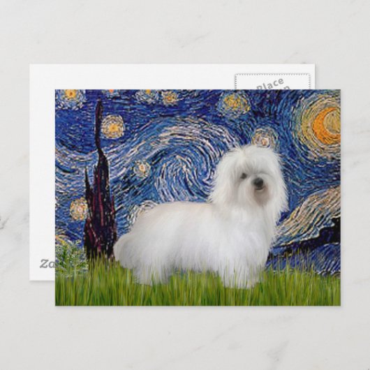 Carte Postale Nuit étoilée - Coton de Tulear 5 (Devant / Derrière)