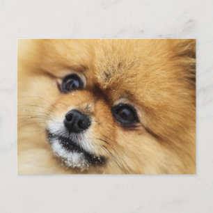 Carte Postale Numéro 1