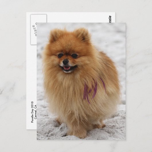 Carte Postale Numéro 2 - Poméranien (Devant / Derrière)