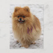 Carte Postale Numéro 2 - Poméranien (Devant)