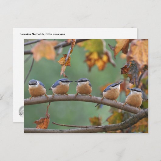 Carte postale Nuthatch (Devant / Derrière)