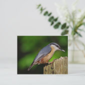 Carte postale Nuthatch (Debout devant)