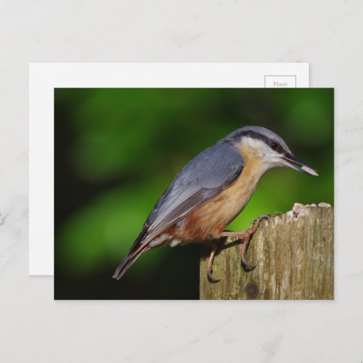 Carte postale Nuthatch (Devant / Derrière)