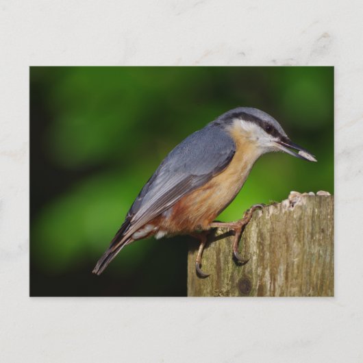 Carte postale Nuthatch (Devant)