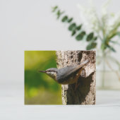 Carte postale Nuthatch (Debout devant)