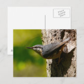 Carte postale Nuthatch (Devant / Derrière)
