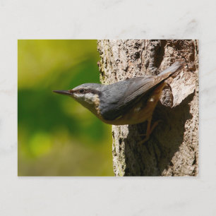 Carte postale Nuthatch