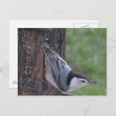 Carte Postale Nuthatch (Devant / Derrière)