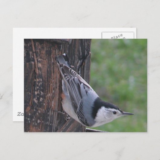Carte Postale Nuthatch (Devant / Derrière)