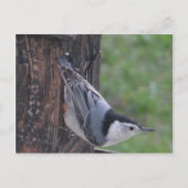 Carte Postale Nuthatch (Devant)