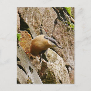 Carte postale Nuthatch