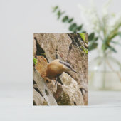 Carte postale Nuthatch (Debout devant)