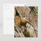 Carte postale Nuthatch (Devant / Derrière)