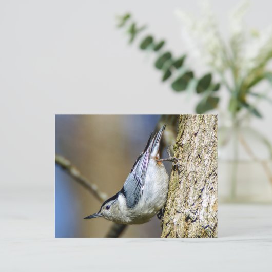 Carte postale Nuthatch à poitrine blanche (Debout devant)
