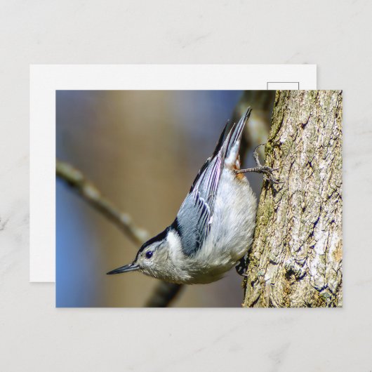Carte postale Nuthatch à poitrine blanche (Devant / Derrière)