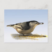 Carte Postale Nuthatch à poitrine blanche (Devant)