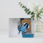 Carte Postale Nuthatch à poitrine blanche en neige - Photo origi (Debout devant)