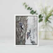 Carte Postale Nuthatch à poitrine blanche - Robert Bruce Horsfal (Debout devant)