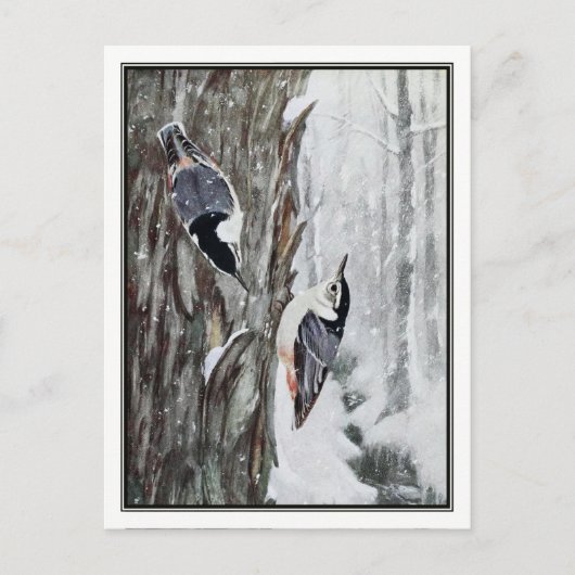 Carte Postale Nuthatch à poitrine blanche - Robert Bruce Horsfal (Devant)