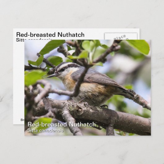 Carte Postale Nuthatch à poitrine rouge (Devant / Derrière)