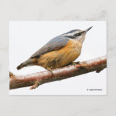 Carte Postale Nuthatch à poitrine rouge sur branche (Devant)