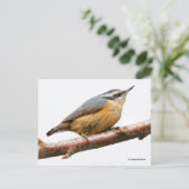 Carte Postale Nuthatch à poitrine rouge sur branche (Debout devant)