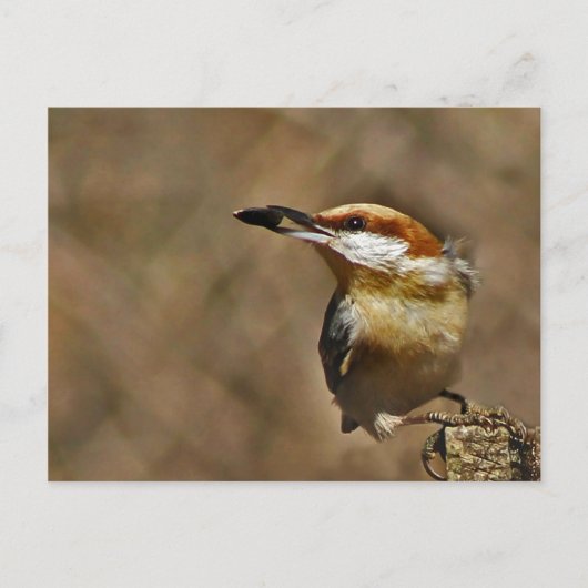 Carte Postale Nuthatch à tête Brown (Devant)