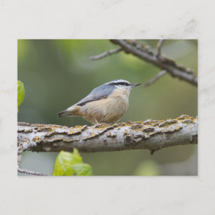 Carte postale Nuthatch au coeur rouge