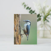 Carte Postale Nuthatch aux graines de tournesol (Debout devant)