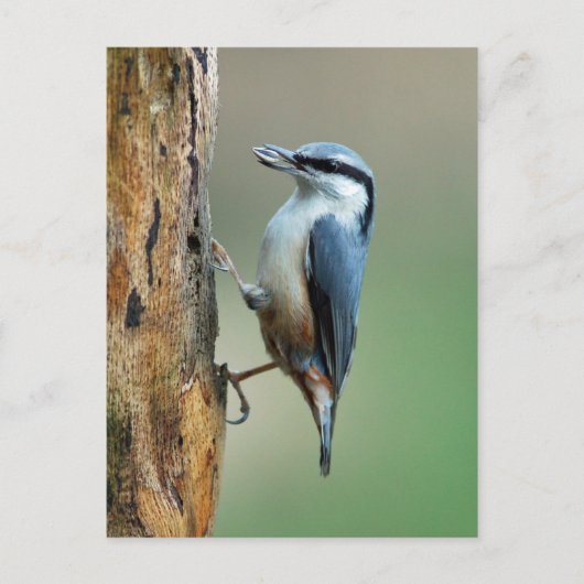 Carte Postale Nuthatch aux graines de tournesol (Devant)