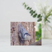 Carte postale Nuthatch Bird (Debout devant)