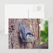 Carte postale Nuthatch Bird (Devant / Derrière)