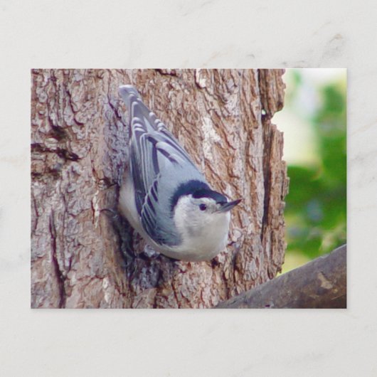 Carte postale Nuthatch Bird (Devant)
