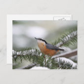 Carte Postale Nuthatch sur la branche neige en hiver (Devant / Derrière)