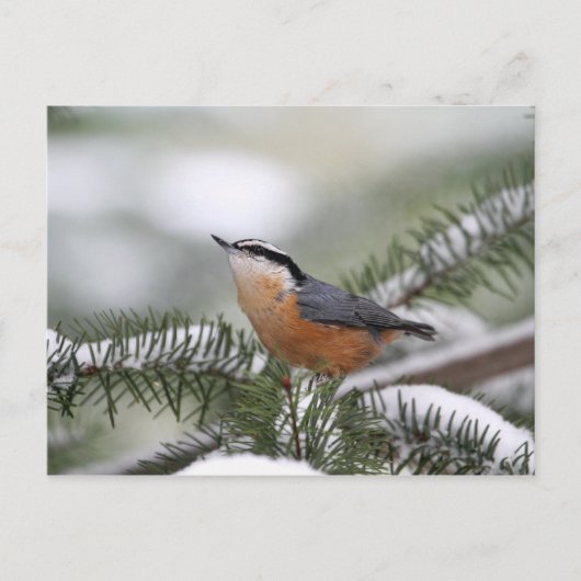 Carte Postale Nuthatch sur la branche neige en hiver (Devant)