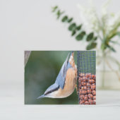 Carte Postale Nuthatch sur le chargeur (Debout devant)