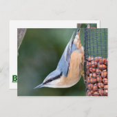 Carte Postale Nuthatch sur le chargeur (Devant / Derrière)