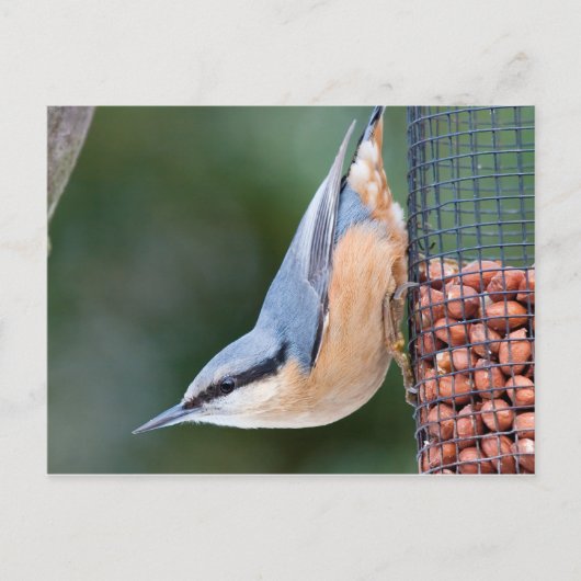 Carte Postale Nuthatch sur le chargeur (Devant)