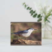 Carte Postale Nuthatch Tennessee à la poitrine blanche (Debout devant)