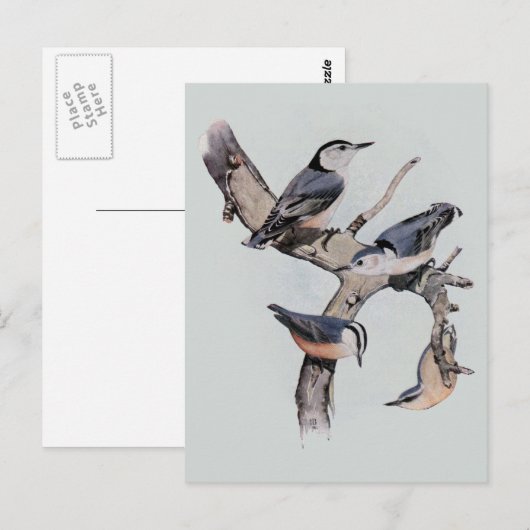 Carte Postale Nuthatches rouges et blanches (Devant / Derrière)