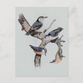 Carte Postale Nuthatches rouges et blanches (Devant)