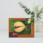 Carte postale Nutmeg (Debout devant)
