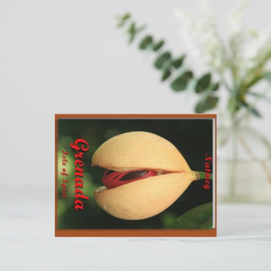 Carte Postale Nutmeg (Debout devant)