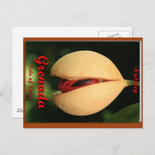 Carte Postale Nutmeg (Devant / Derrière)