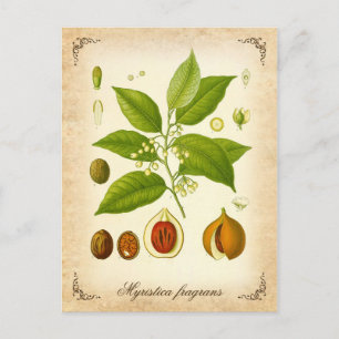 Carte Postale Nutmeg - illustration vintage