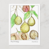 Carte Postale Nutmeg Médicament Materia Medica Herb Study (Devant)
