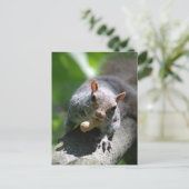 Carte postale Nutty Squirrel (Debout devant)