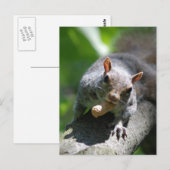 Carte postale Nutty Squirrel (Devant / Derrière)