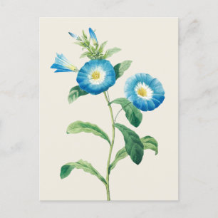 Carte Postale Nwarf Morning Glory par Pierre Joseph Redoute